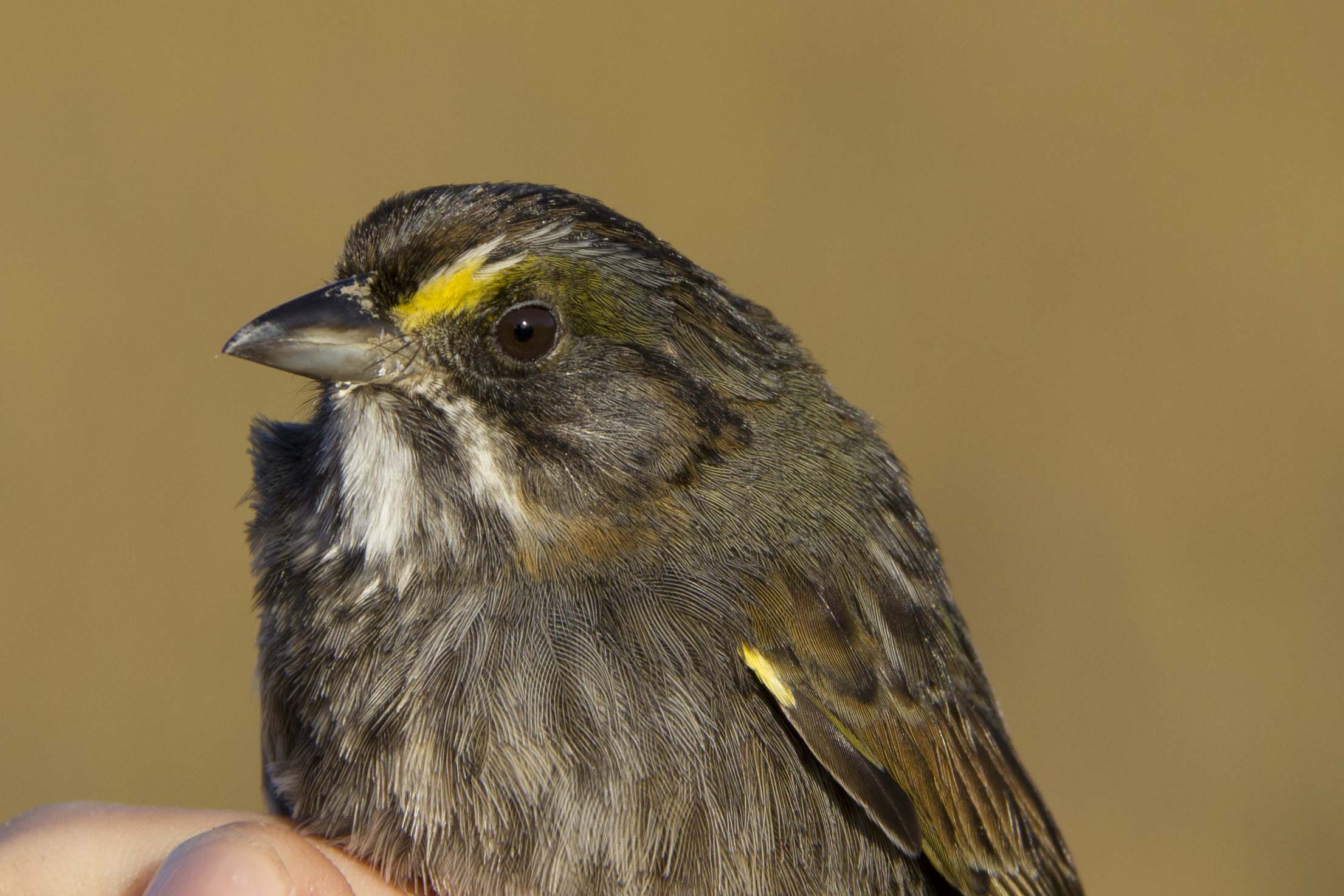 Close-up seaside sparrow.jpg thumbnail